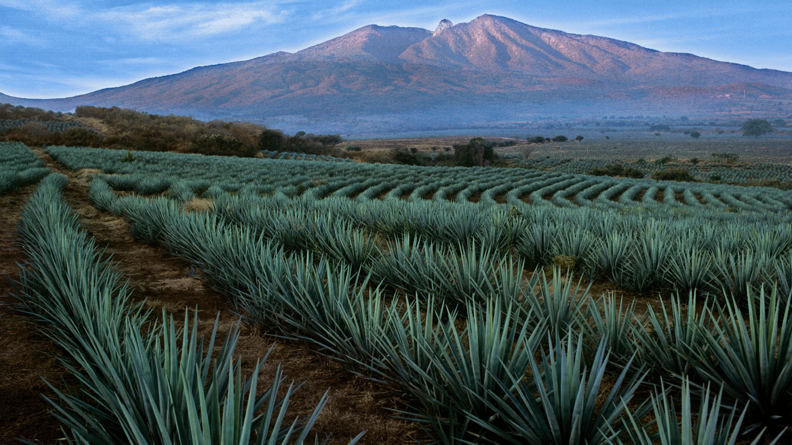 Foto: Campos de agave en Tequila